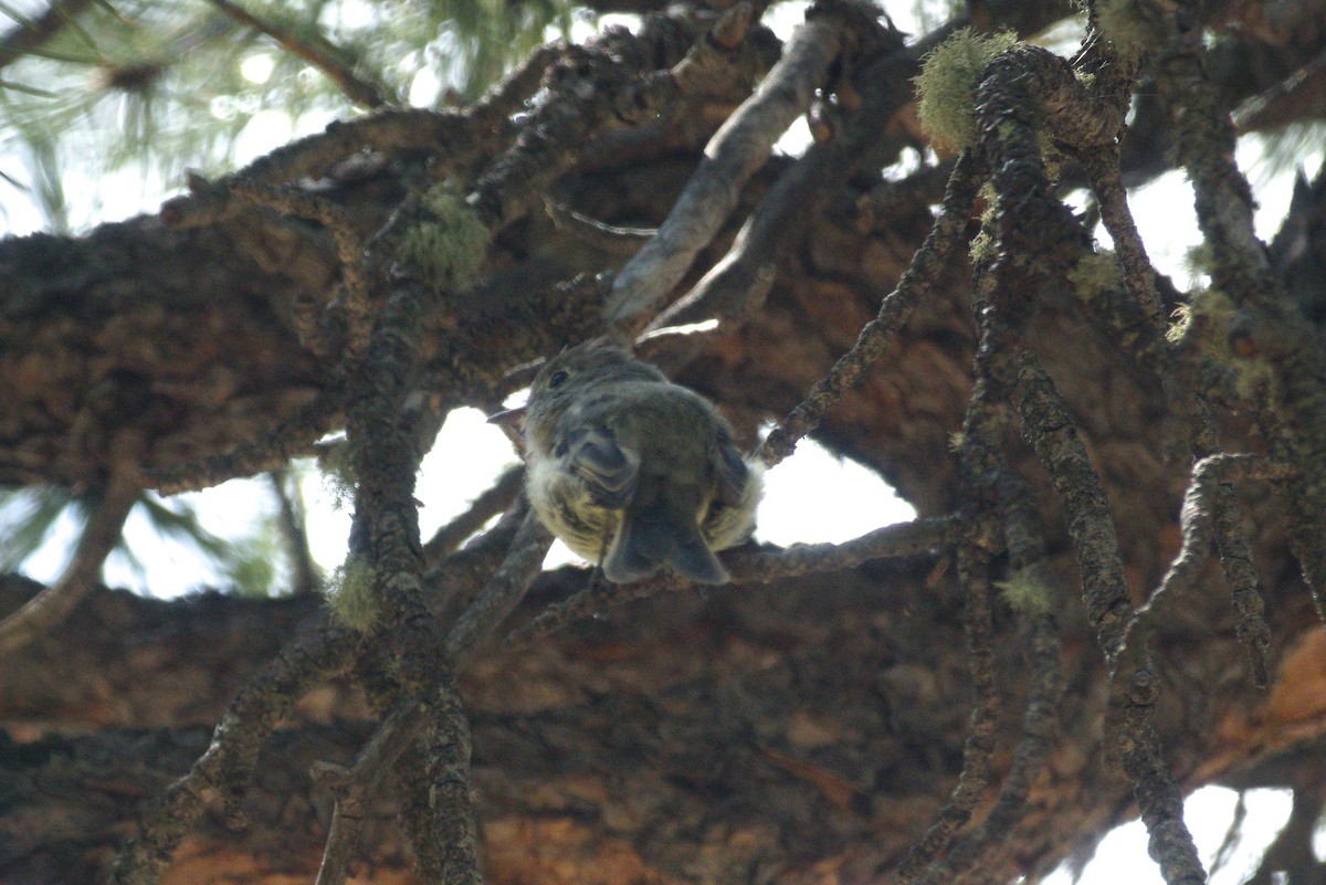 Dusky Flycatcher - ML303286491