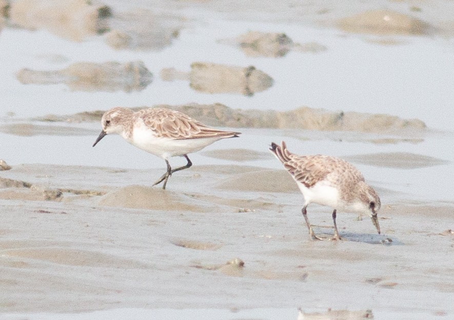 Little Stint - Zaber Ansary -BirdingBD Tours