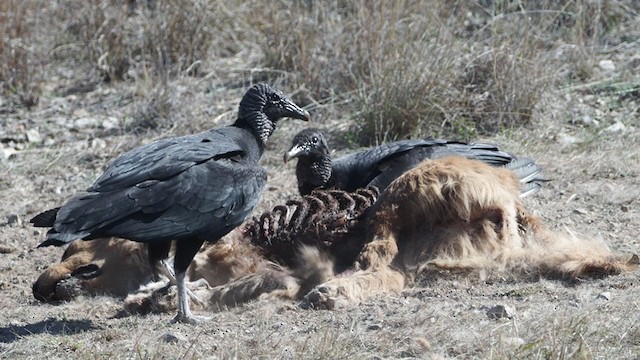 Black Vulture - ML303288111