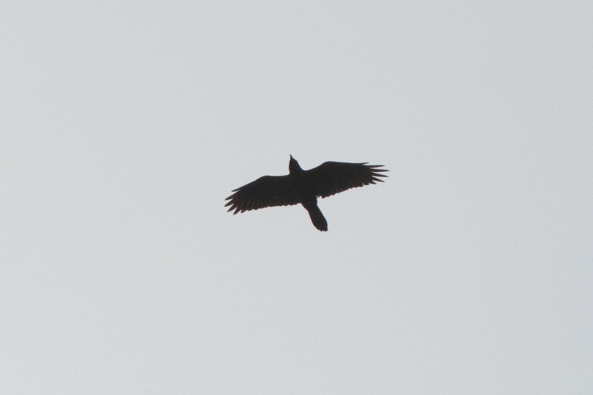 Chihuahuan Raven - ML303289831