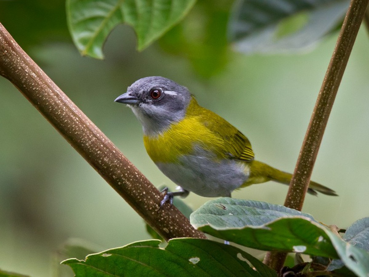 Clorospingo Golicinéreo