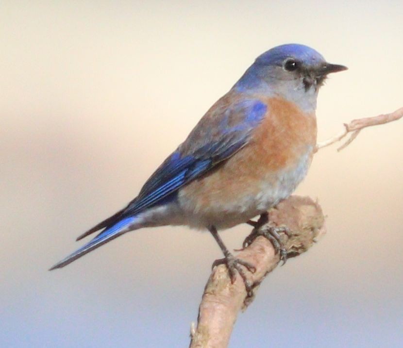 Western Bluebird - ML303291761