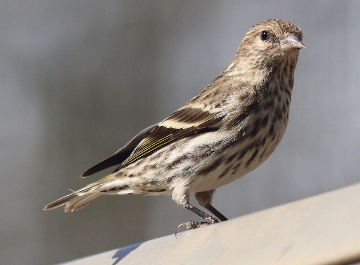 Pine Siskin - ML303291831