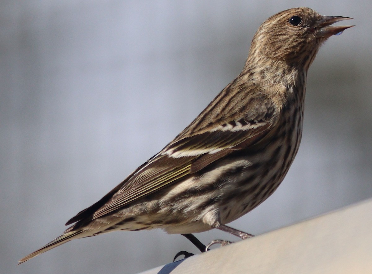 Pine Siskin - ML303291841