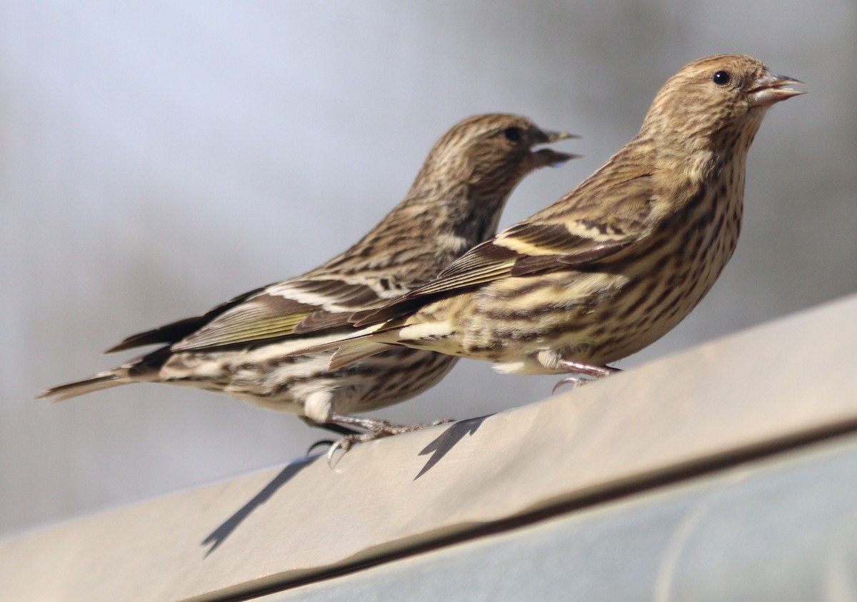 Pine Siskin - ML303291911