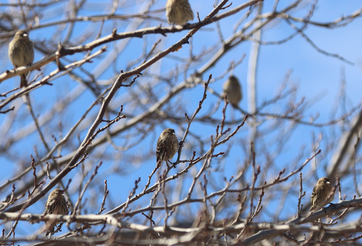 Pine Siskin - ML303291991