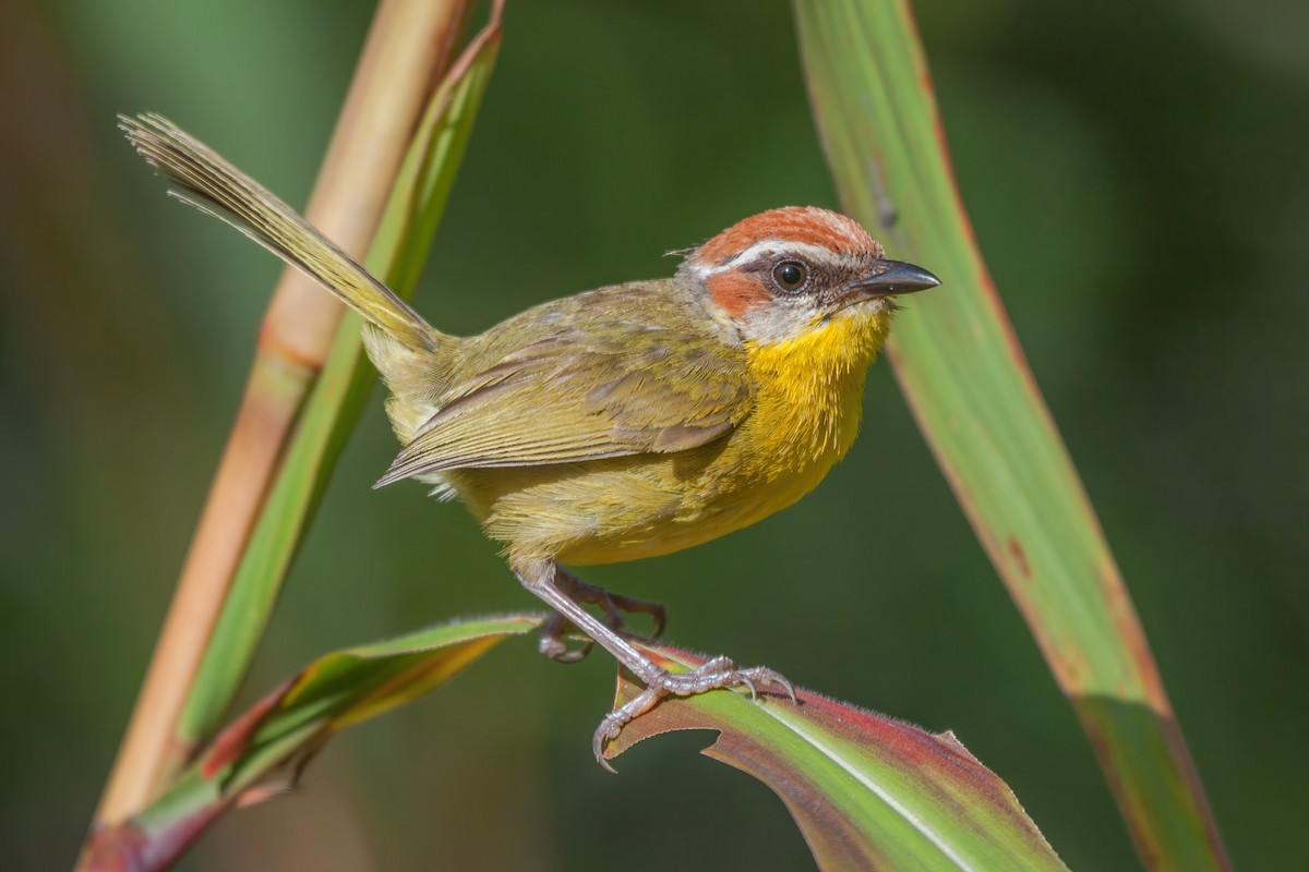 Rufous-capped Warbler - ML303293811