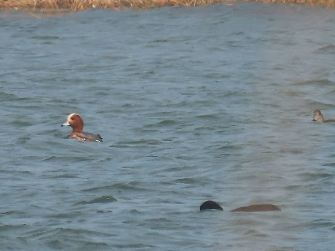 Eurasian Wigeon - Fereydoon Gharaei