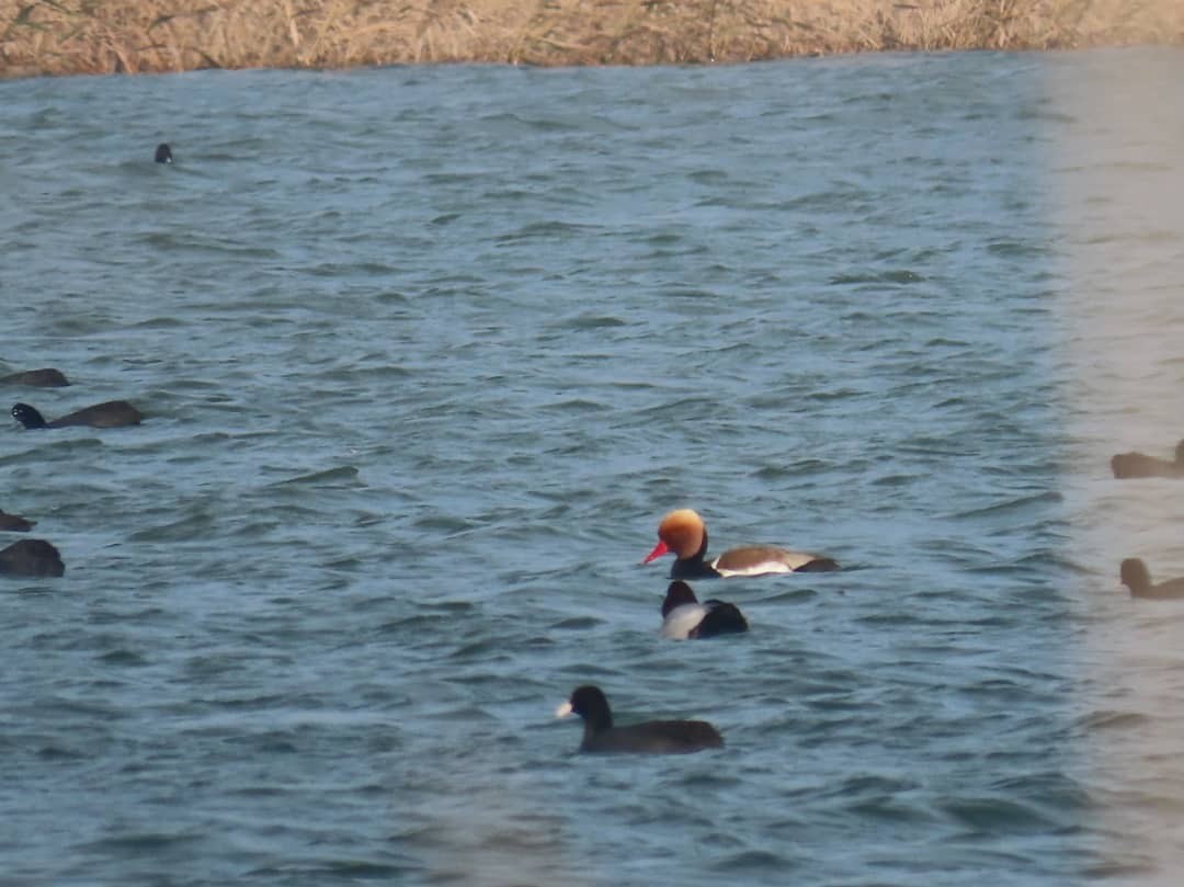 Red-crested Pochard - Fereydoon Gharaei