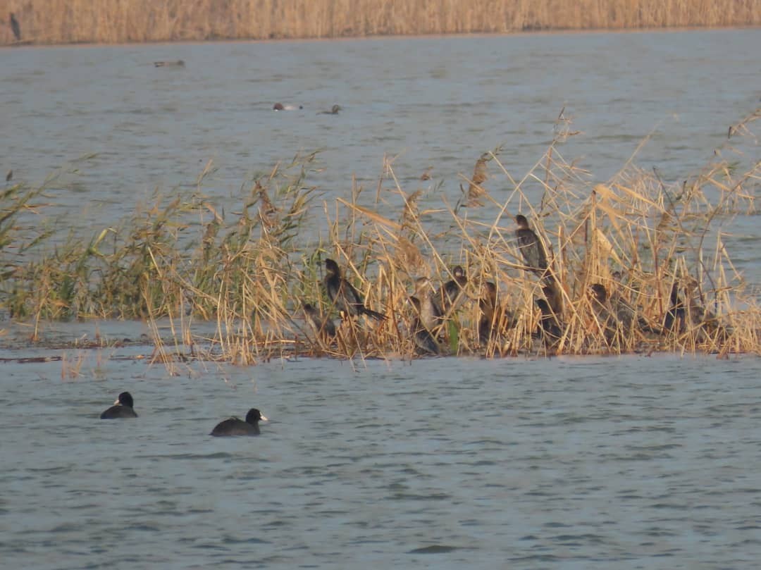 Eurasian Coot - Fereydoon Gharaei