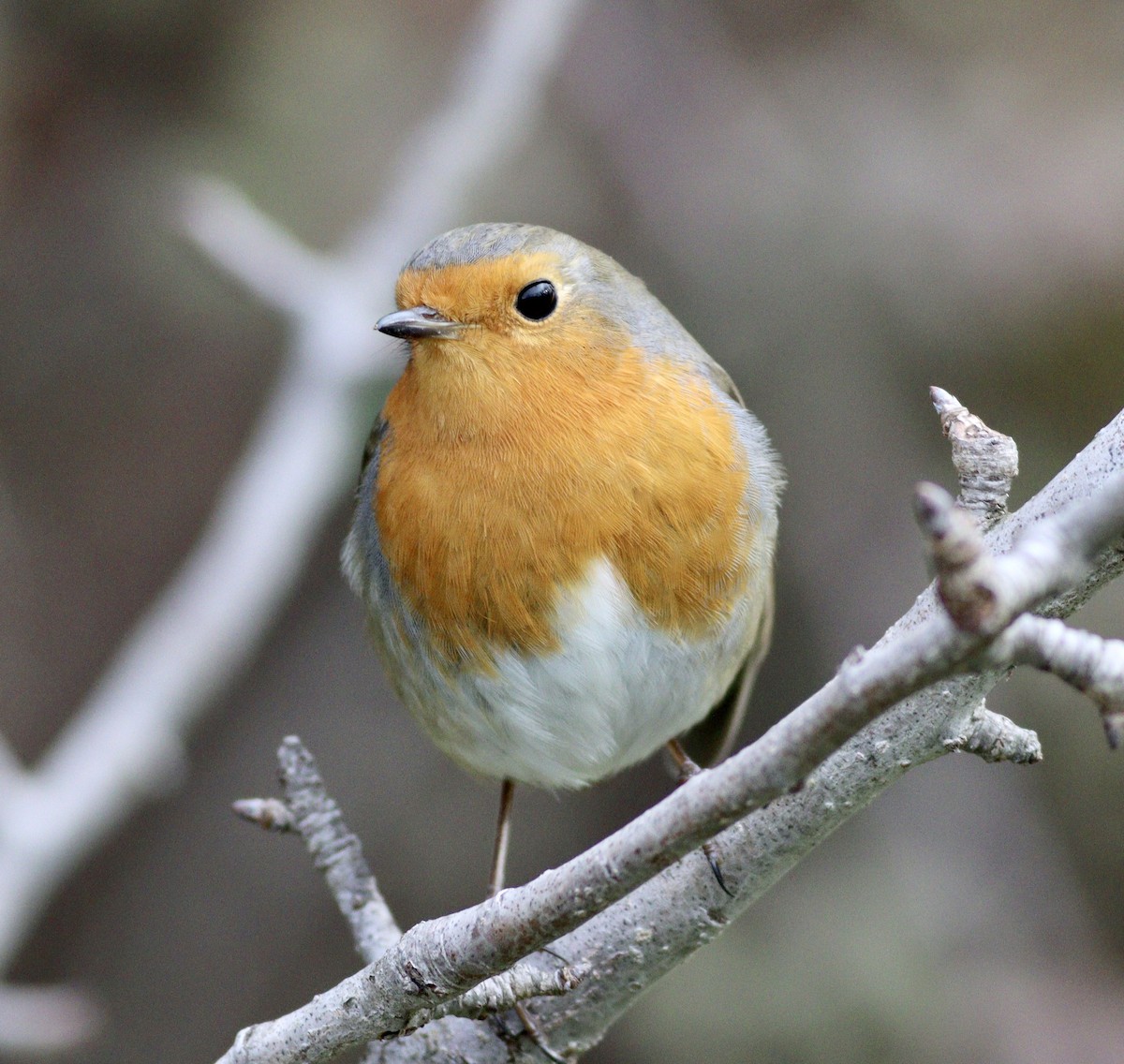 European Robin - Cihan Babuccu