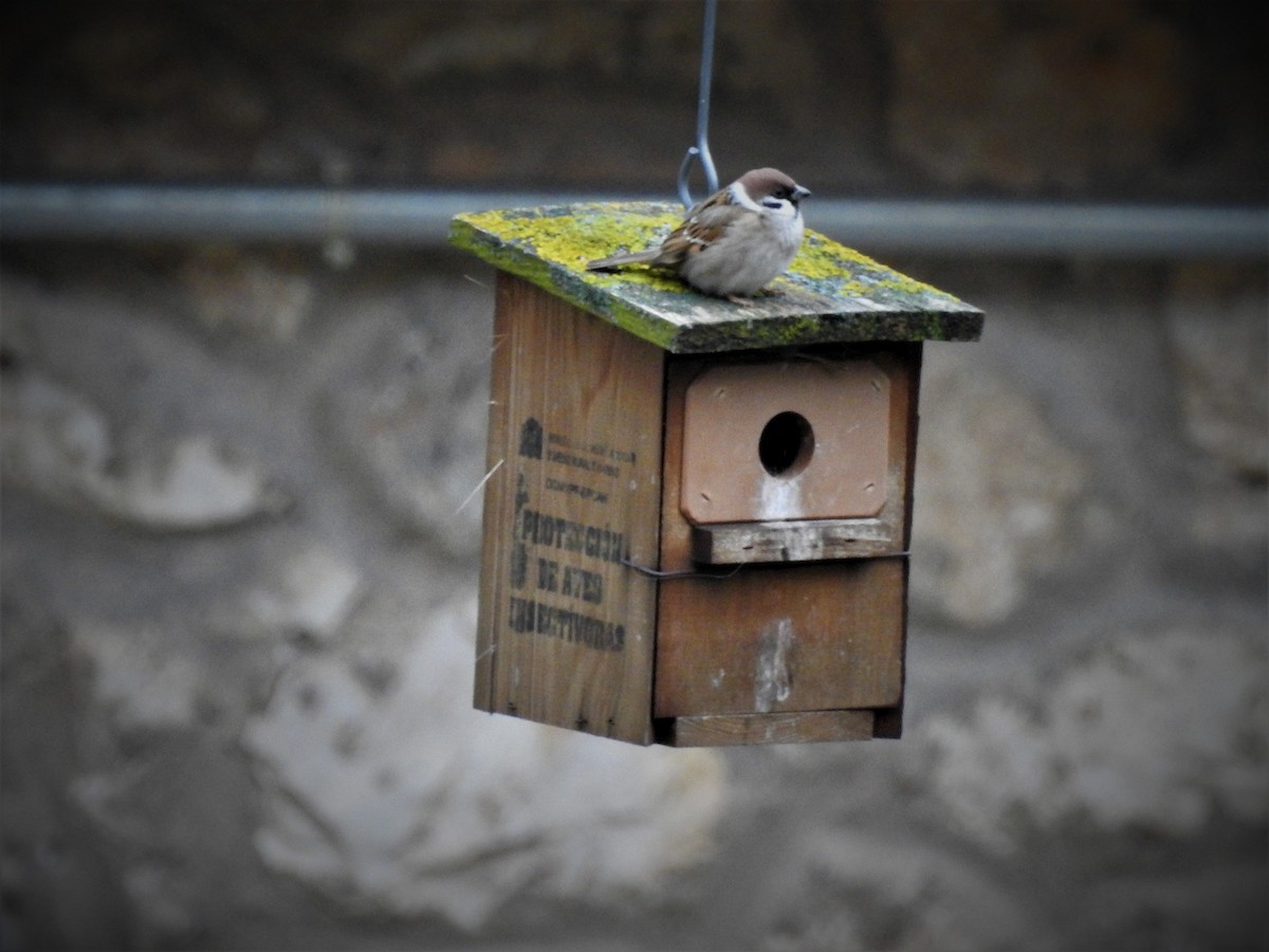 Eurasian Tree Sparrow - ML303296801