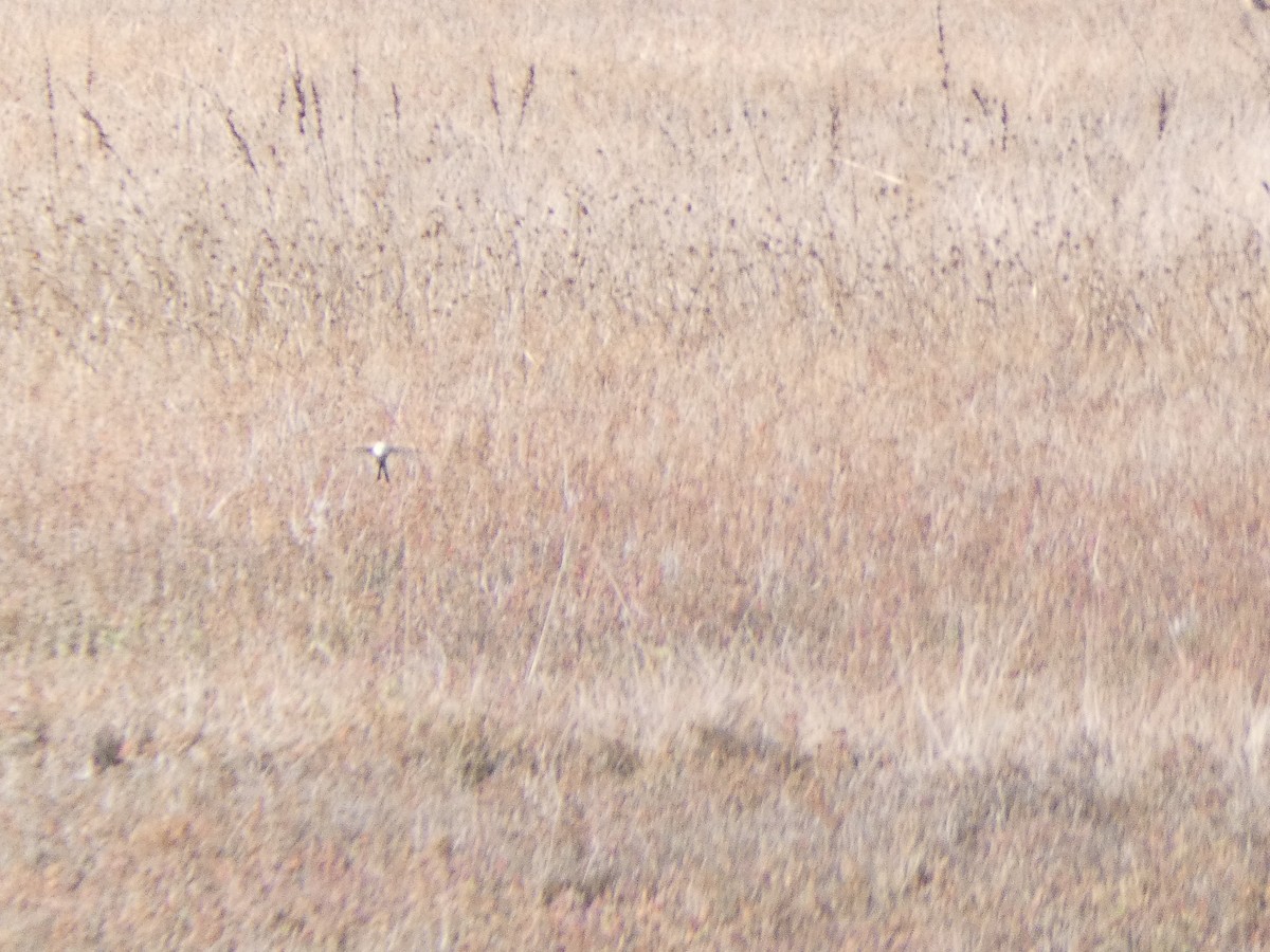 Scissor-tailed Flycatcher - ML303297531