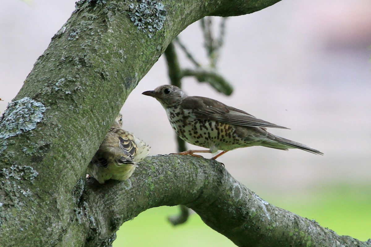 Mistle Thrush - ML30329771