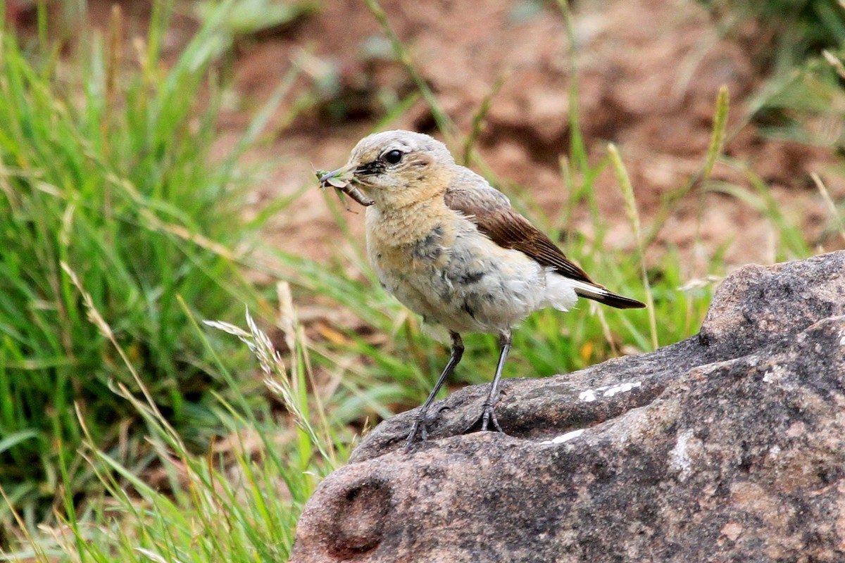 Northern Wheatear - ML30329811