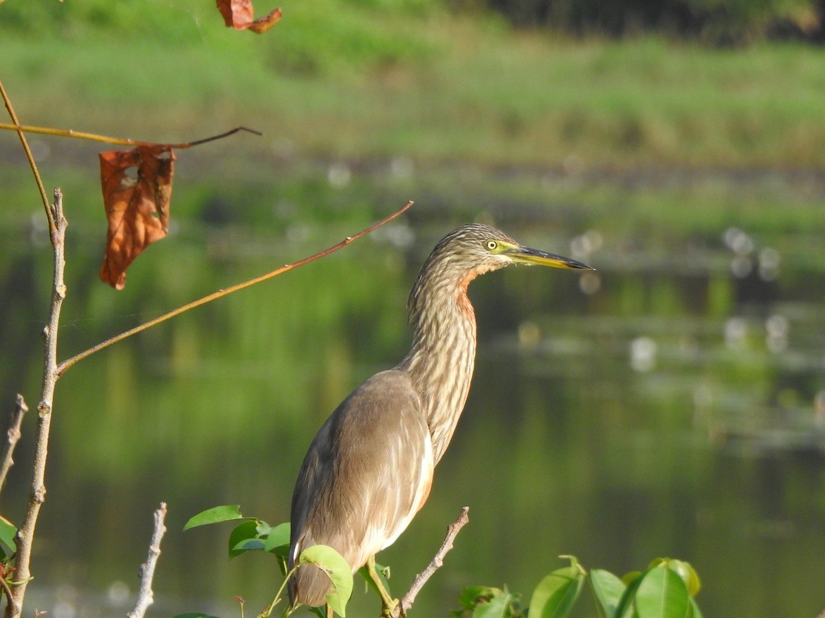 Indian Pond-Heron - Afsar Nayakkan