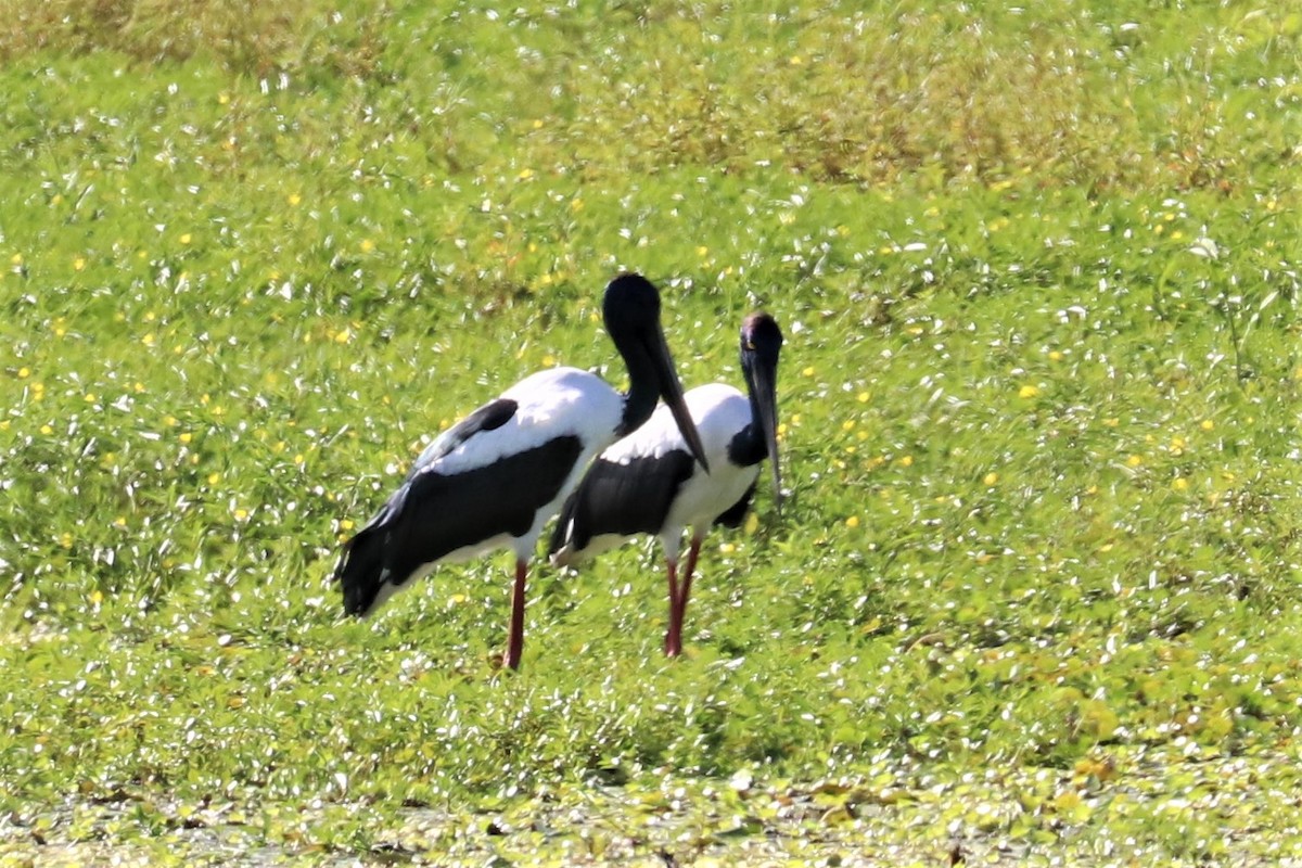 Black-necked Stork - ML303299191