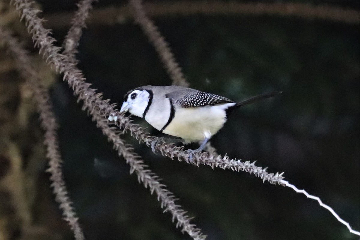 Double-barred Finch - ML303299301