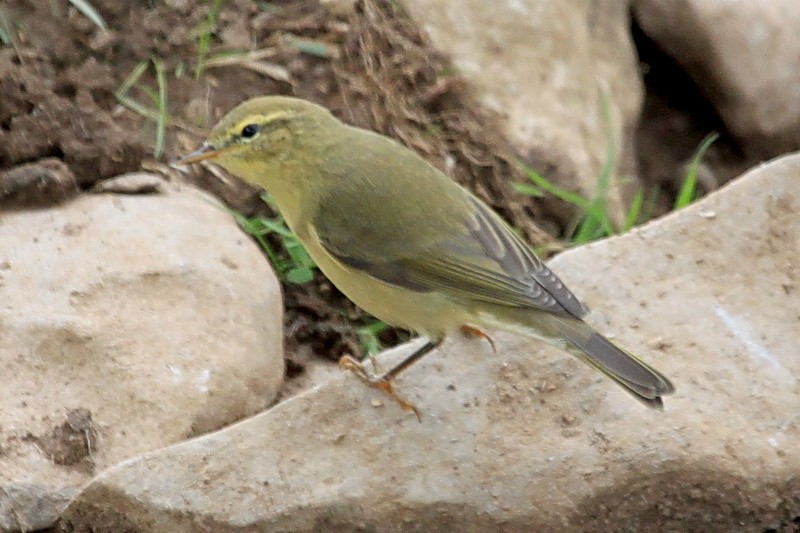 Willow Warbler - ML30329931