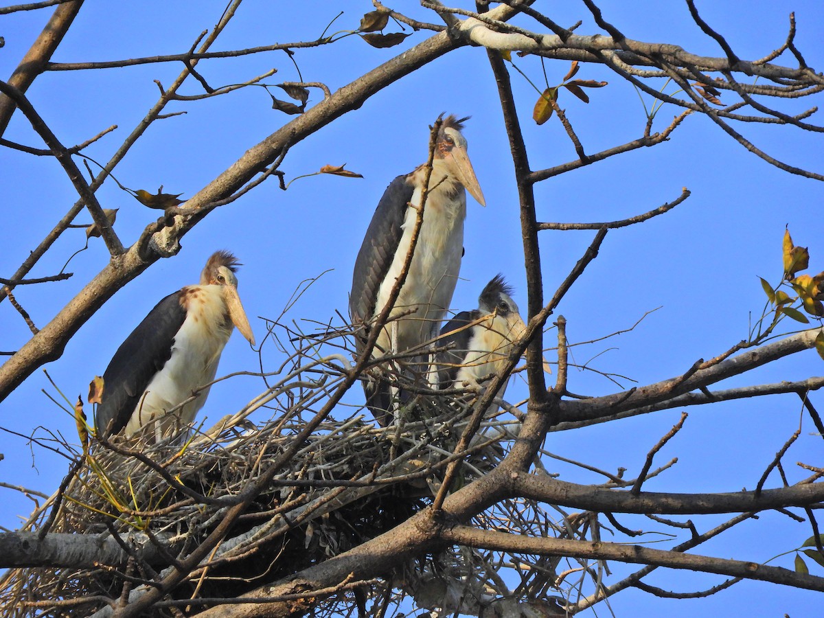 Lesser Adjutant - ML303300611