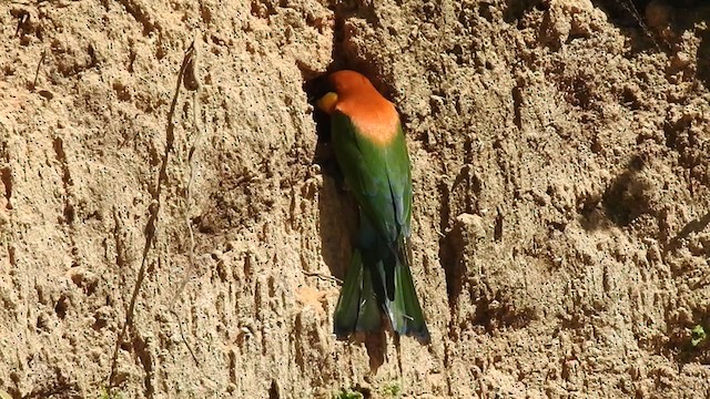 Chestnut-headed Bee-eater - ML303300721