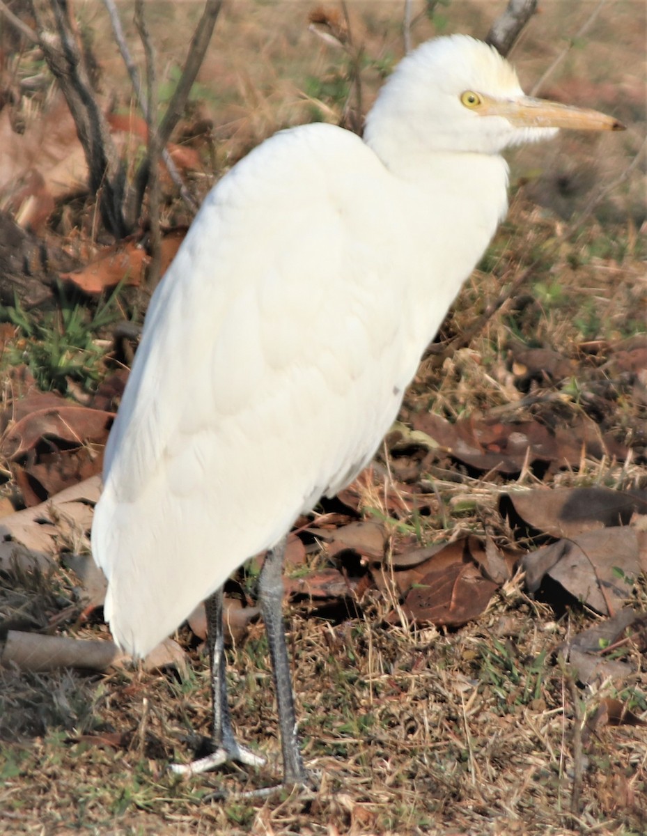 Eastern Cattle Egret - ML303301041