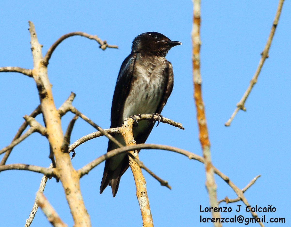 Gray-breasted Martin - Lorenzo Calcaño