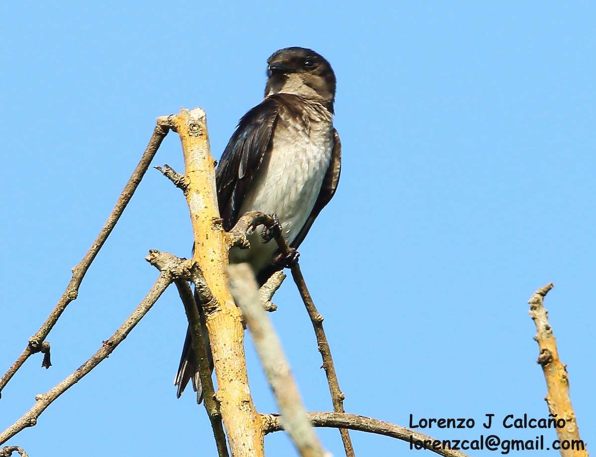 Gray-breasted Martin - Lorenzo Calcaño