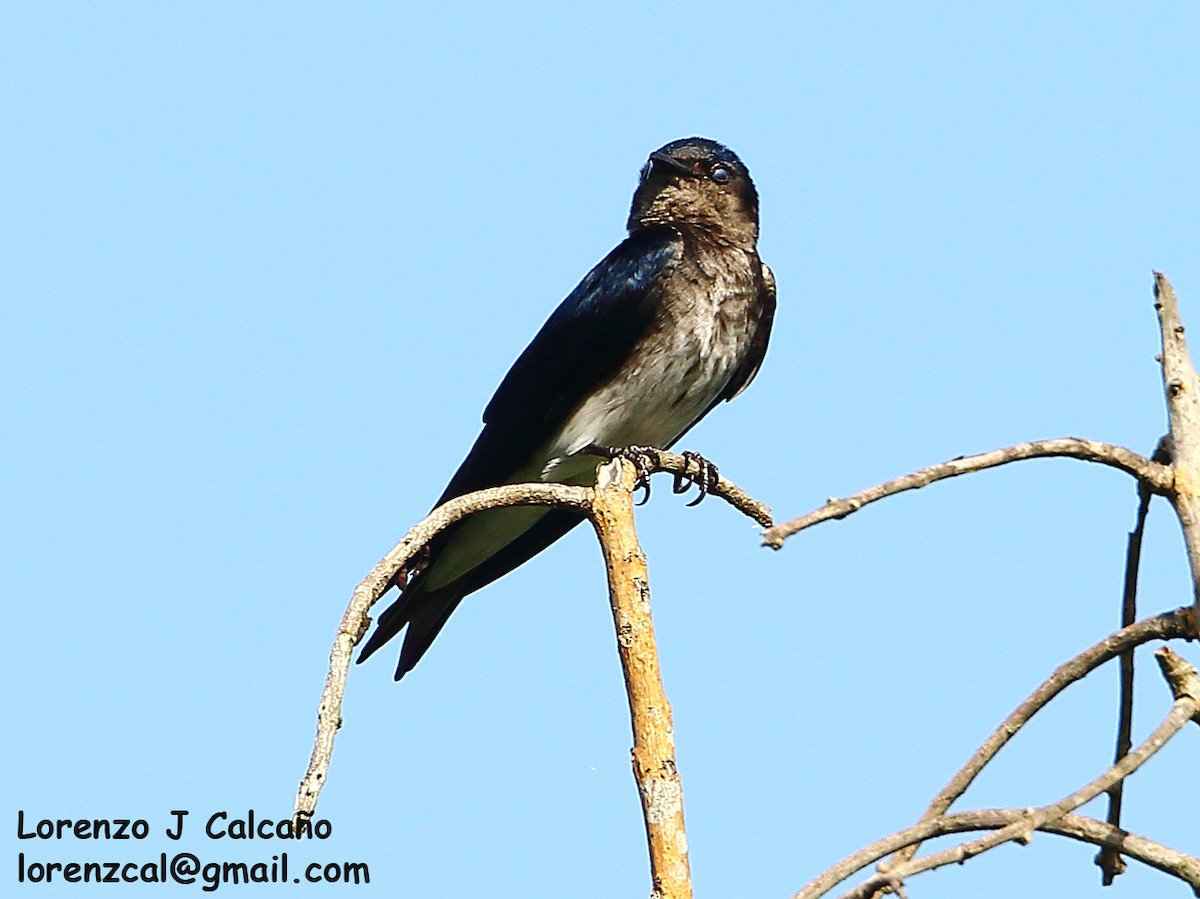 Gray-breasted Martin - Lorenzo Calcaño