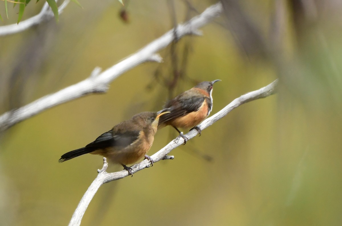 Eastern Spinebill - ML303301961