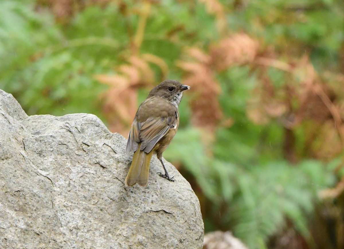 Olive Whistler - ML303302441