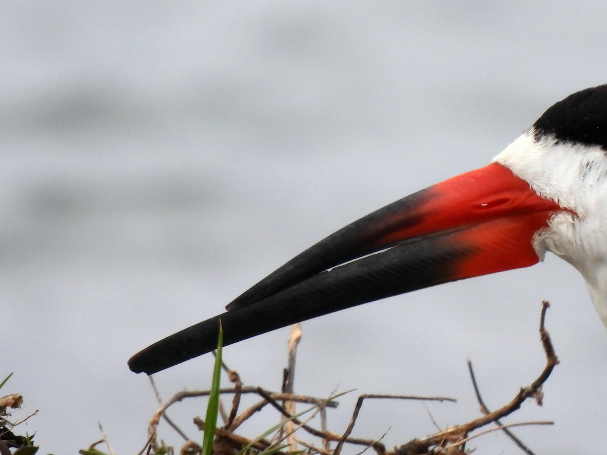 Black Skimmer - ML303302841
