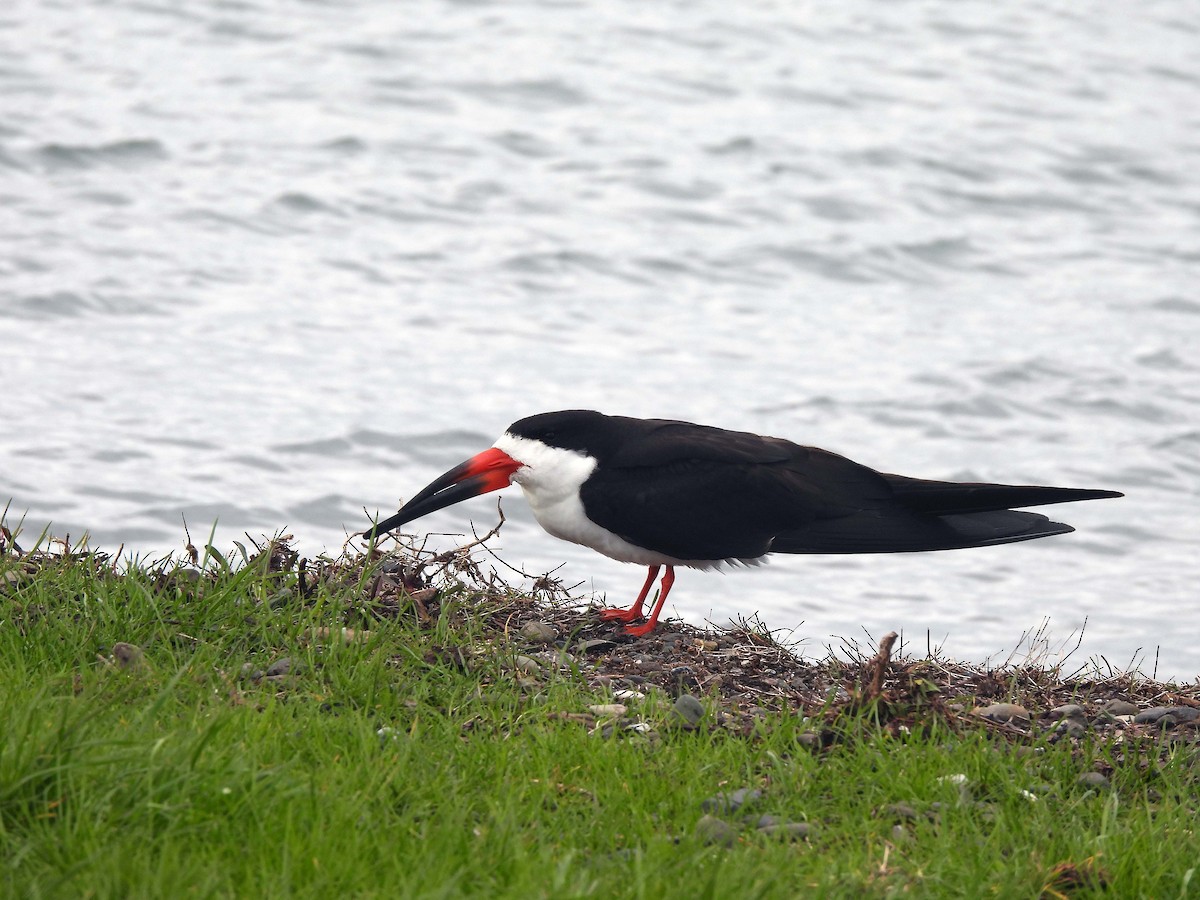 Black Skimmer - ML303302901