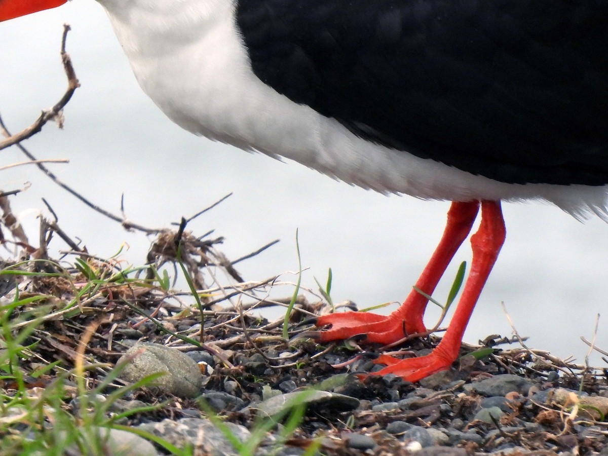 Black Skimmer - ML303302961
