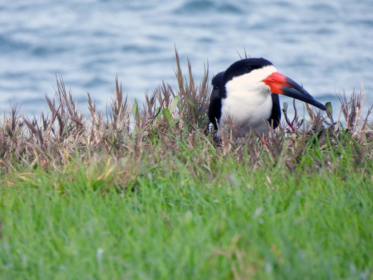 Black Skimmer - ML303303051