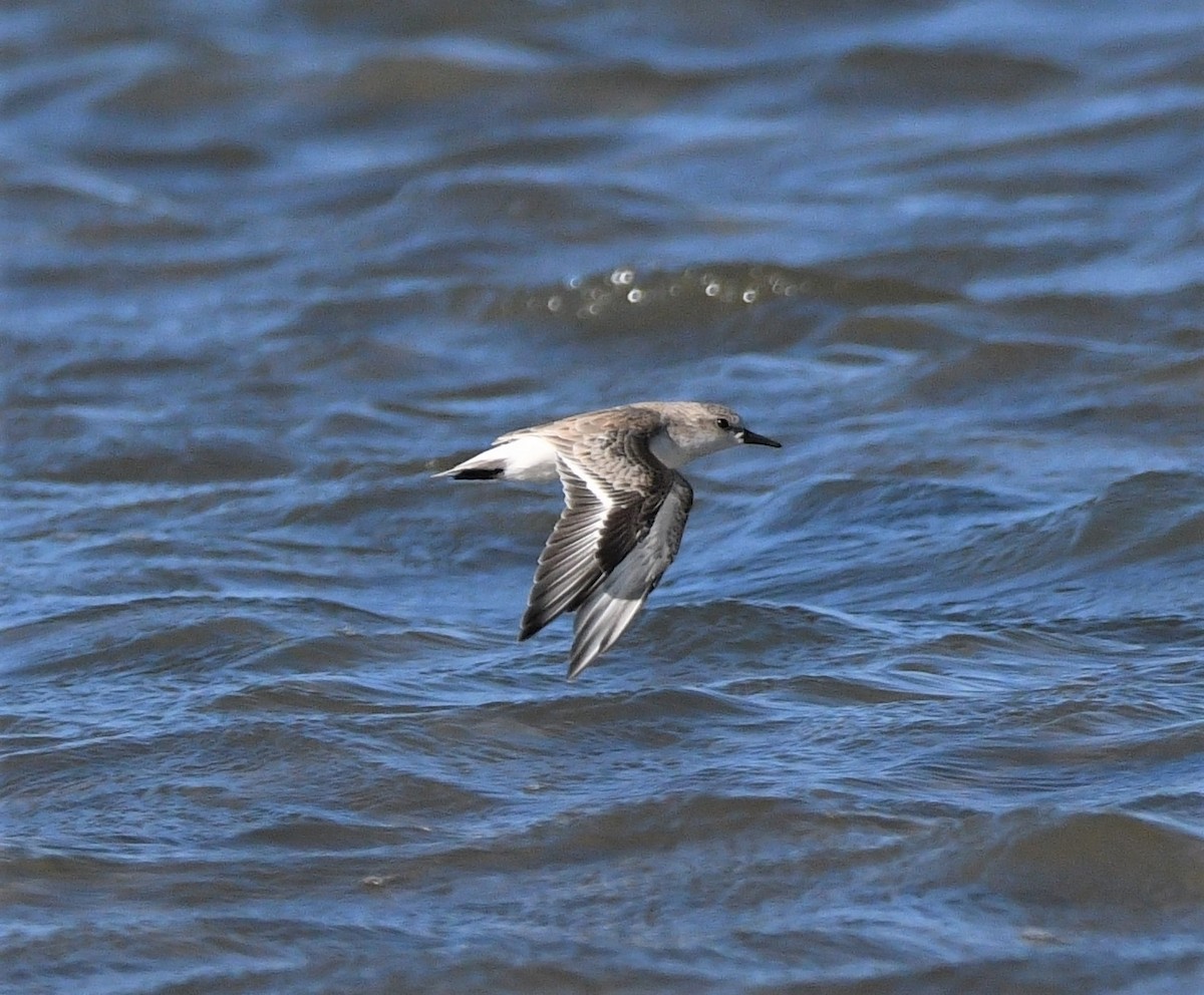 Red-necked Stint - ML303303271