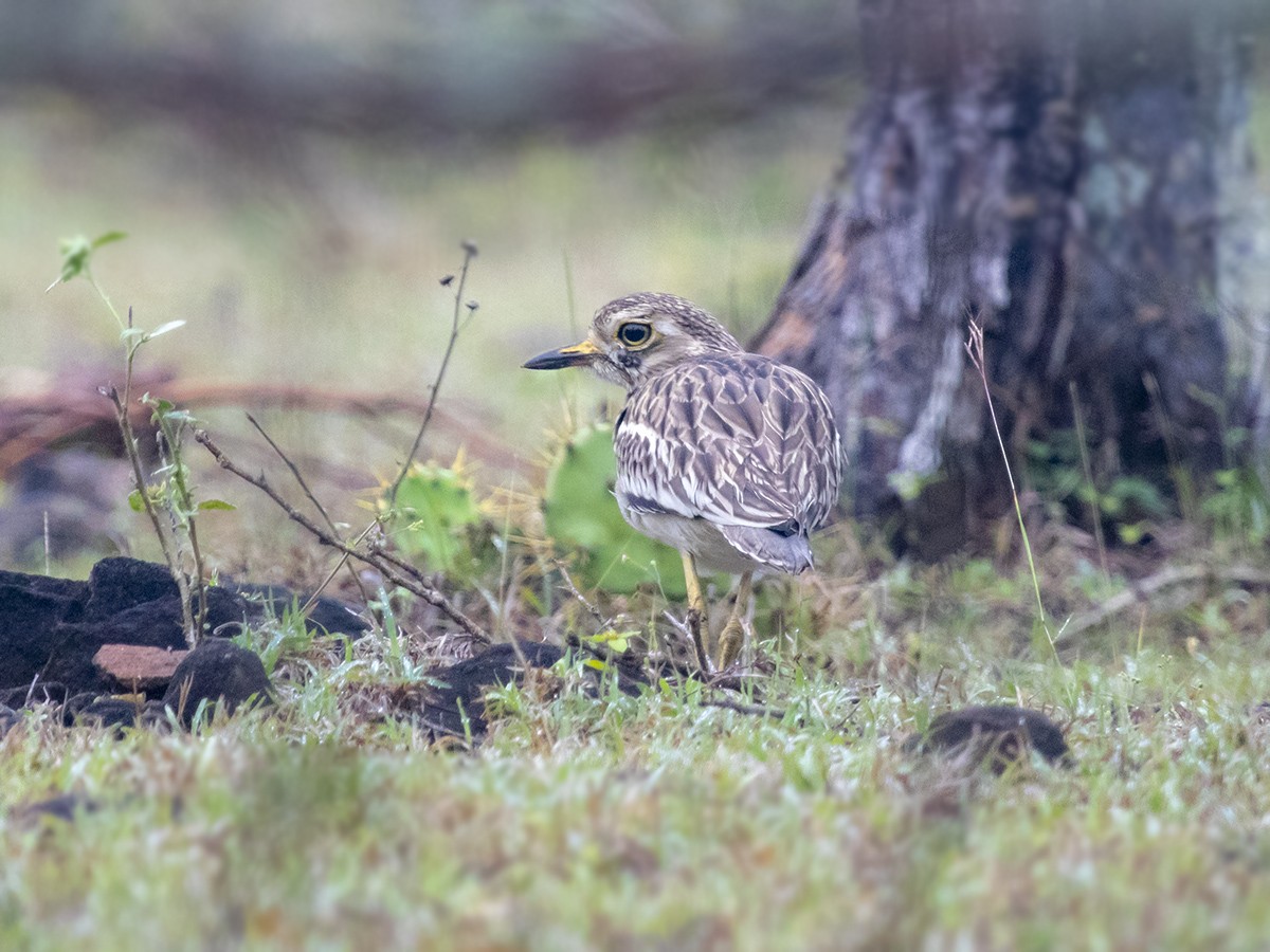 Indian Thick-knee - ML303303371