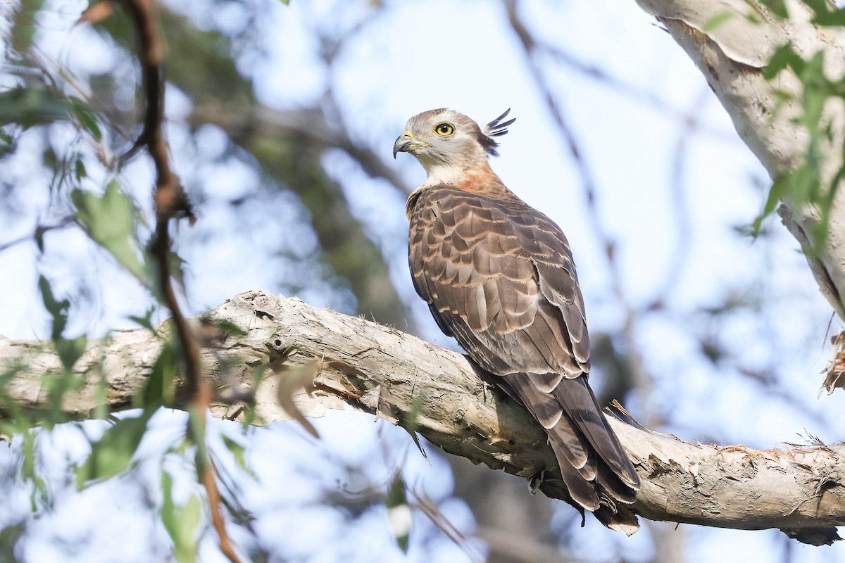 Pacific Baza - Ged Tranter