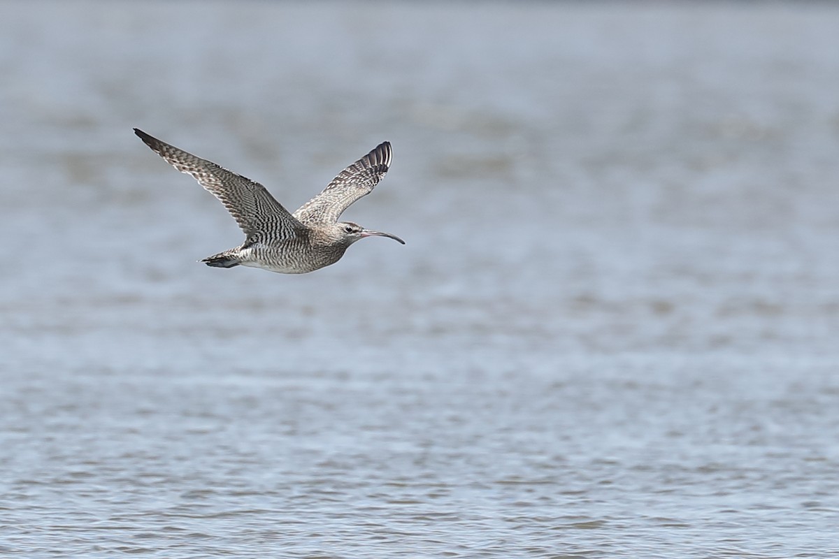 Whimbrel - ML303303991