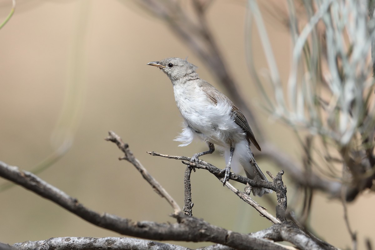 Gray Honeyeater - ML303304871