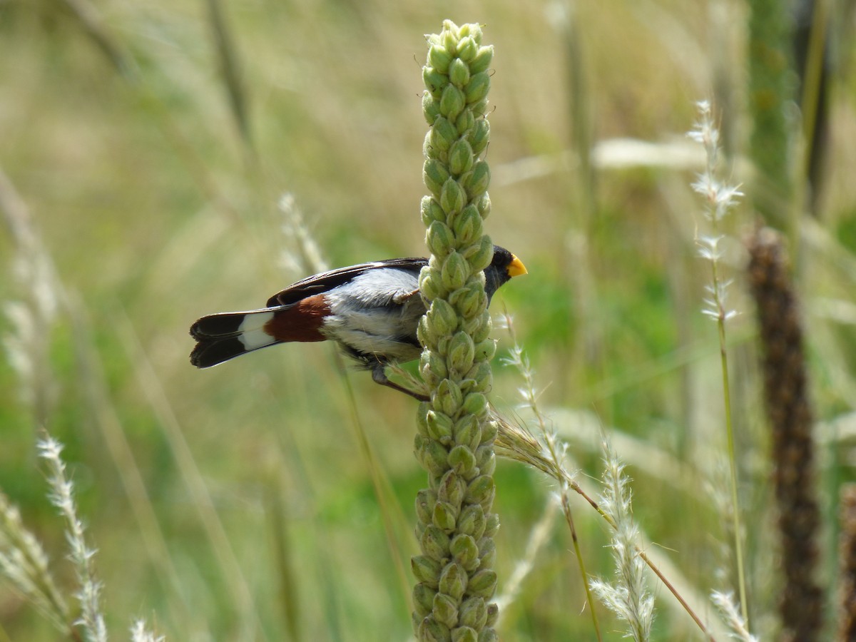 Band-tailed Seedeater - ML303305121