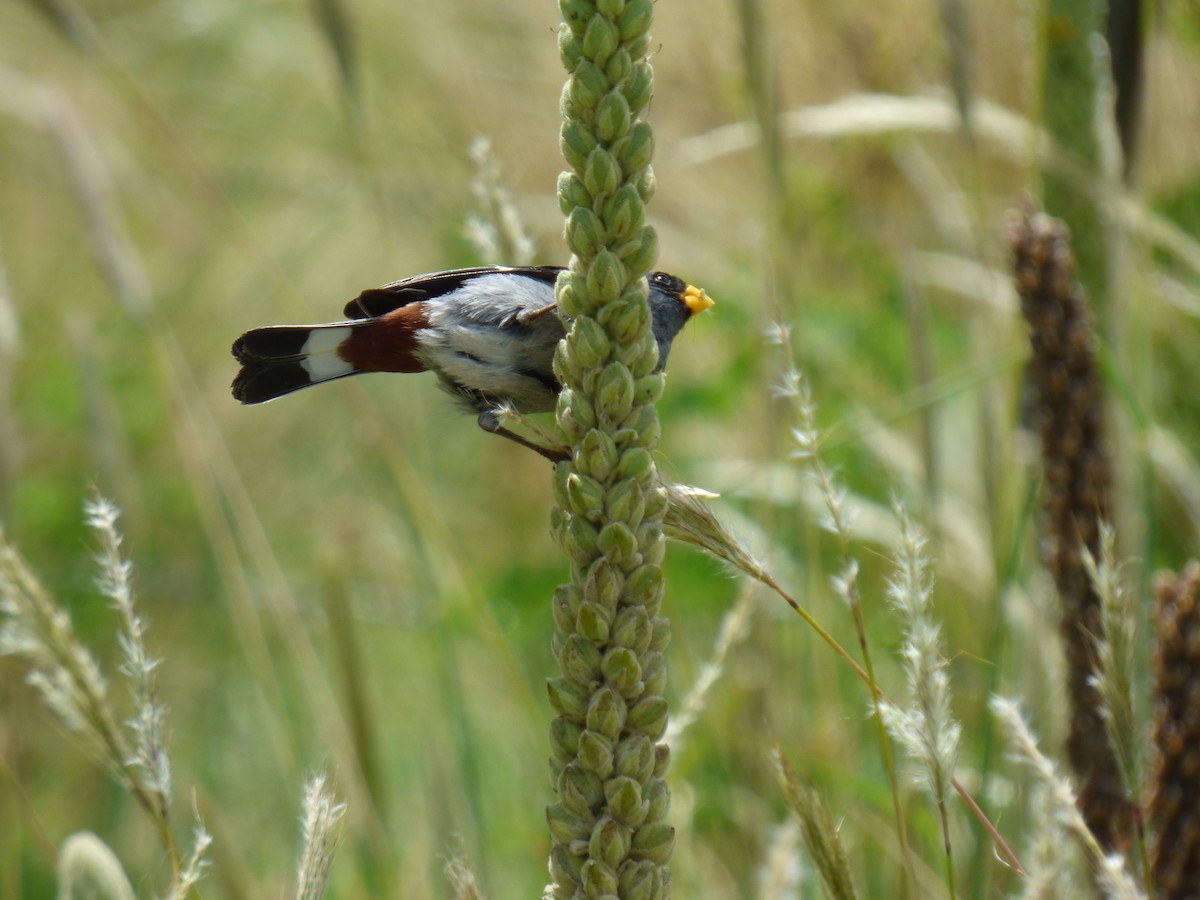 Band-tailed Seedeater - ML303305141