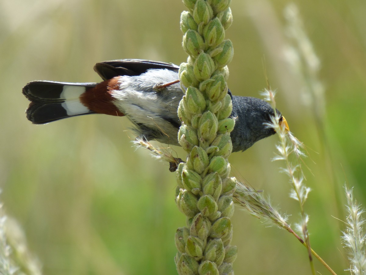 Band-tailed Seedeater - ML303305151