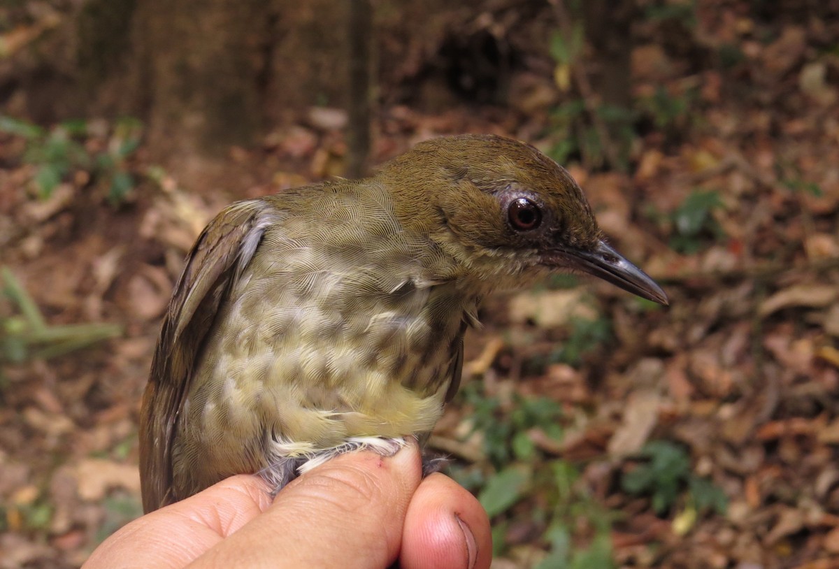 Горный пестрозоб - ML303305161