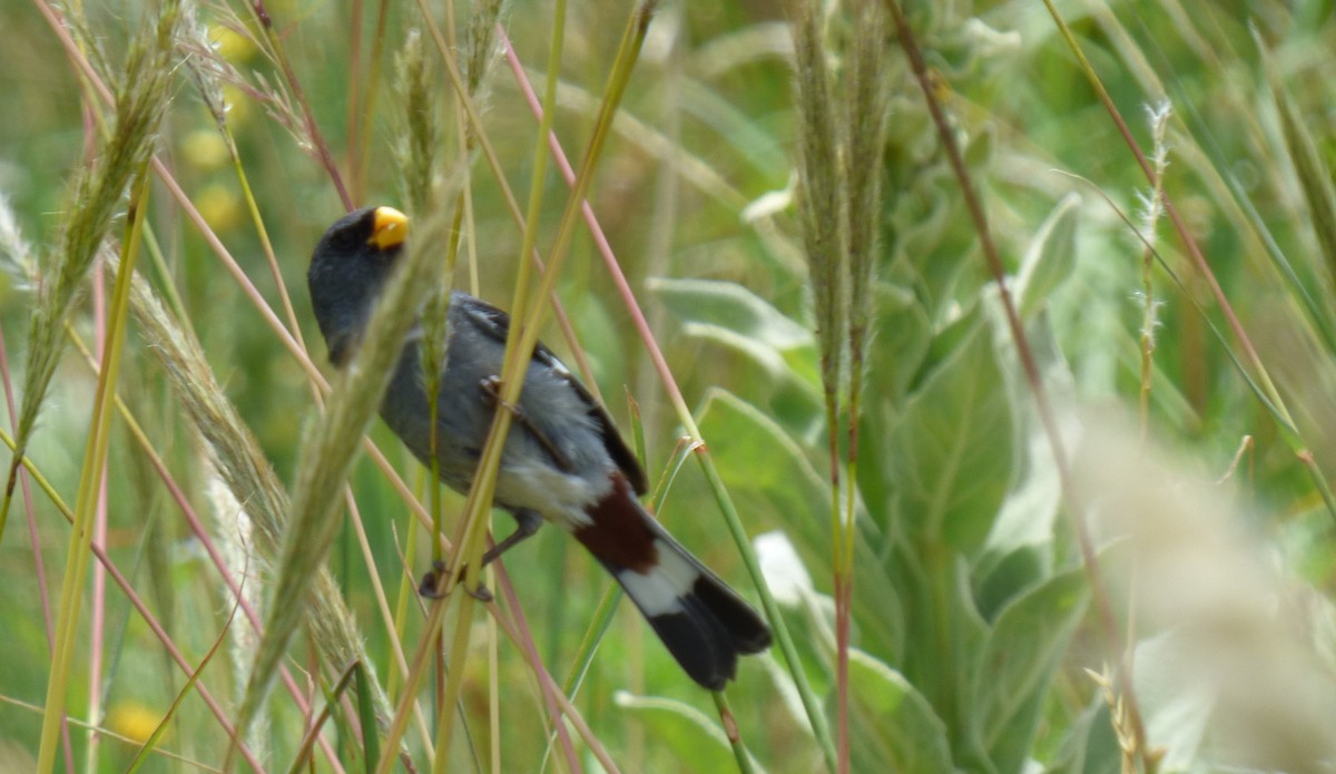 Band-tailed Seedeater - ML303305181