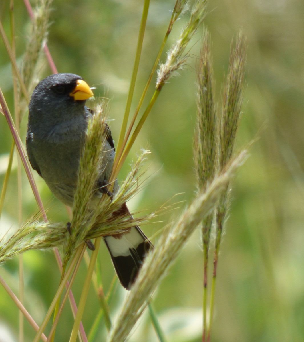 Band-tailed Seedeater - ML303305201