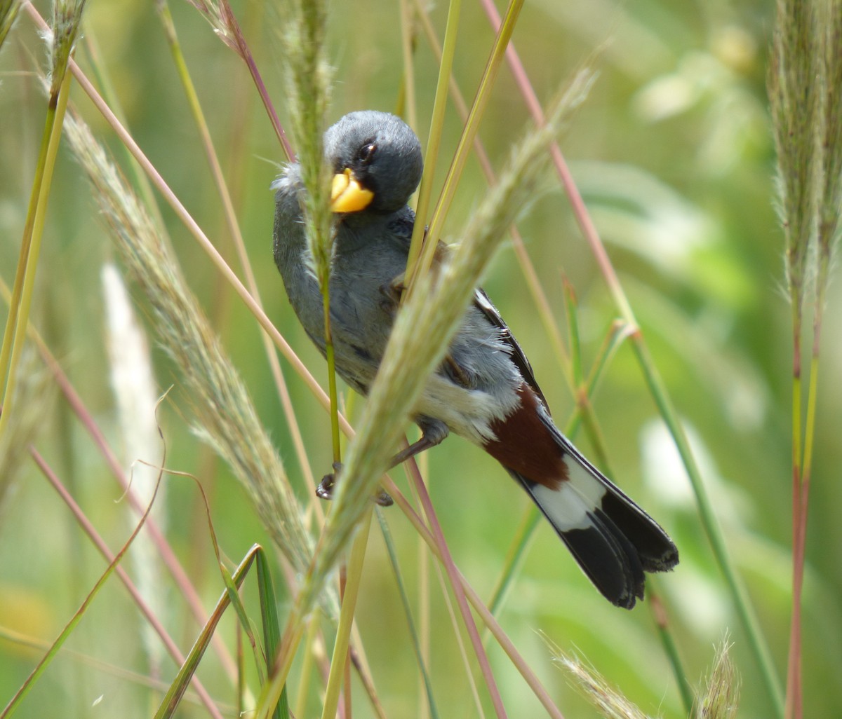 Band-tailed Seedeater - ML303305211