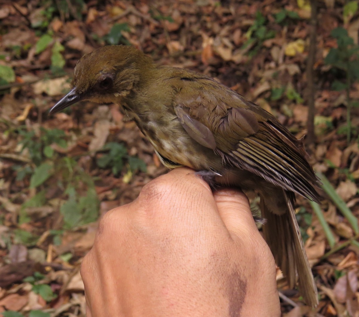 Горный пестрозоб - ML303305221