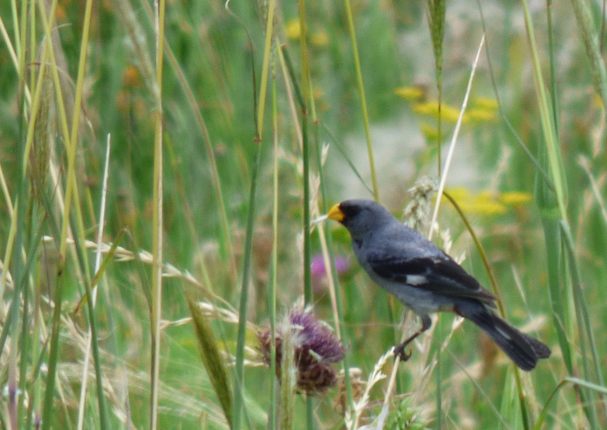 Band-tailed Seedeater - ML303305231