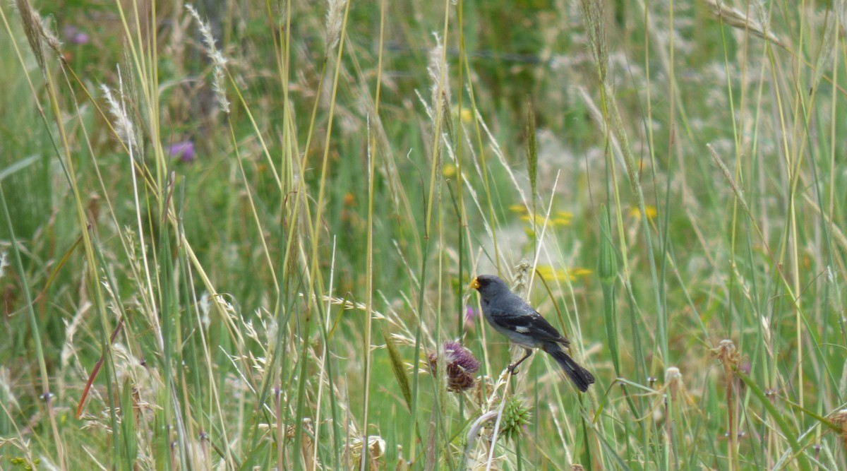 Band-tailed Seedeater - ML303305241